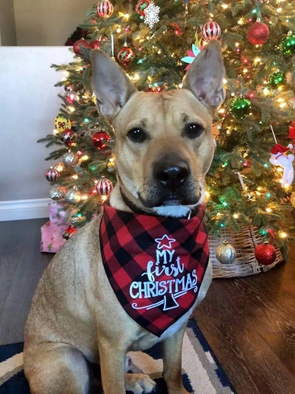 Plaid Holiday Dog Bandana Scarf - Red and Black C31